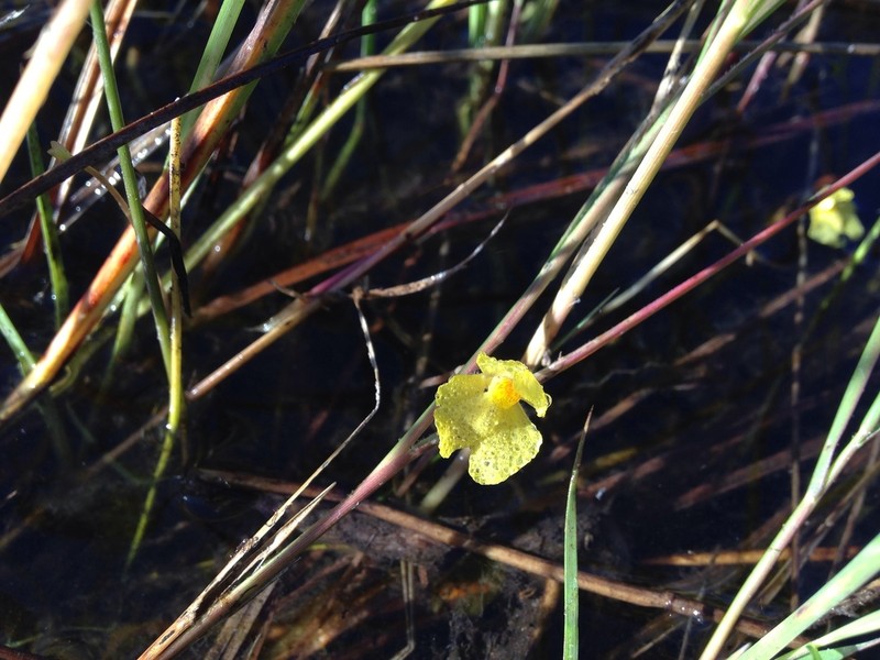 Utricularia reflexa photo 3