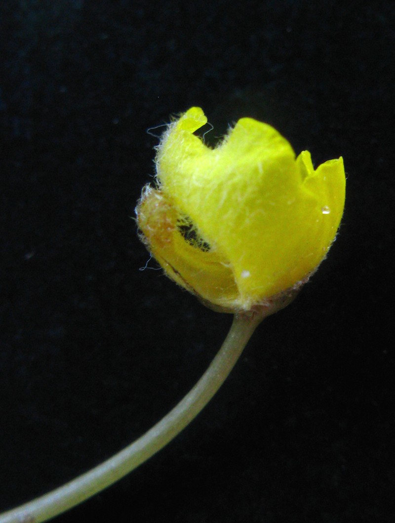 Utricularia reflexa photo 4