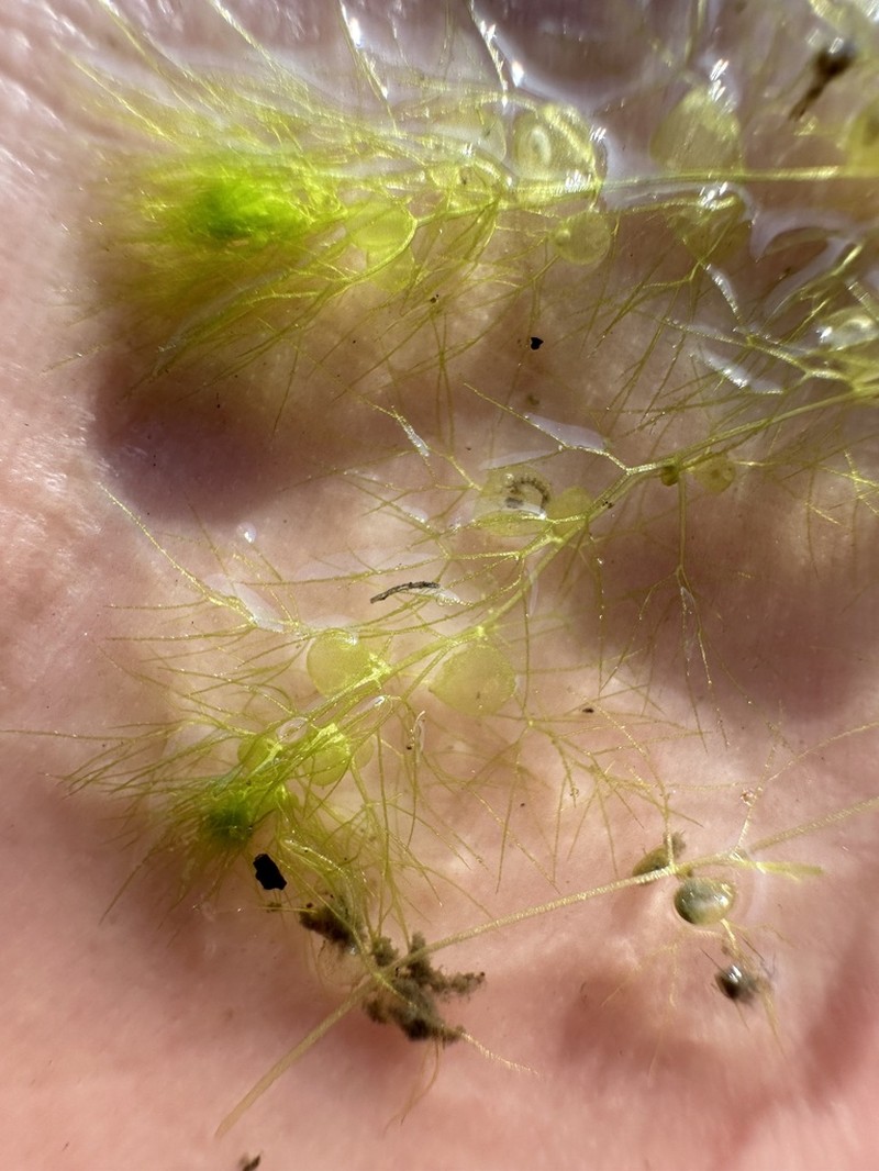 Utricularia reflexa photo 5