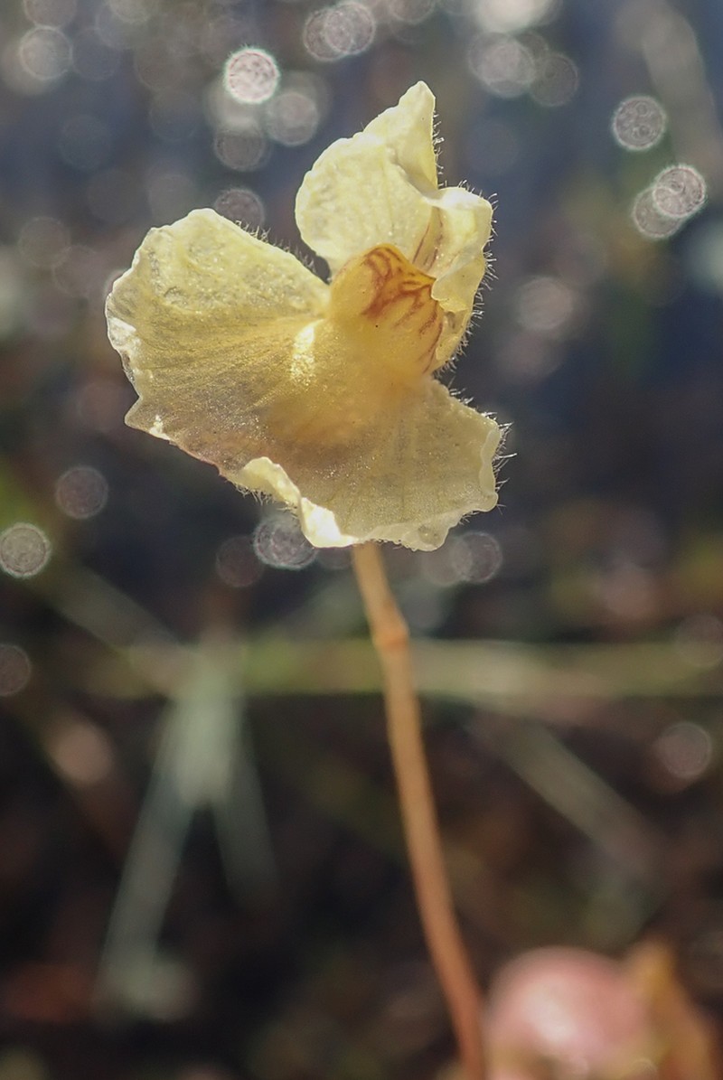 Utricularia reflexa photo 6