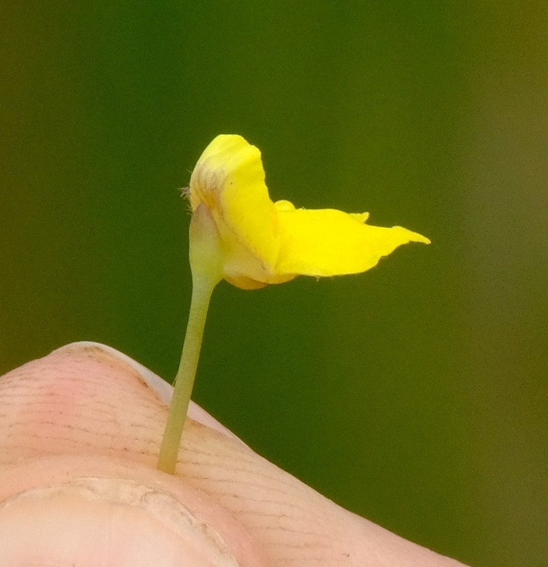 Utricularia reflexa photo 7