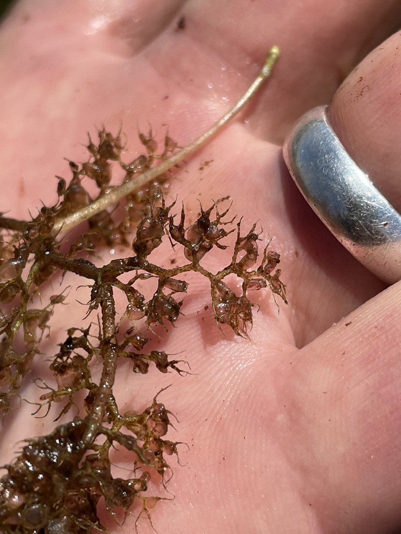 Utricularia reflexa photo 8