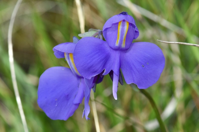 Utricularia reniformis photo 2