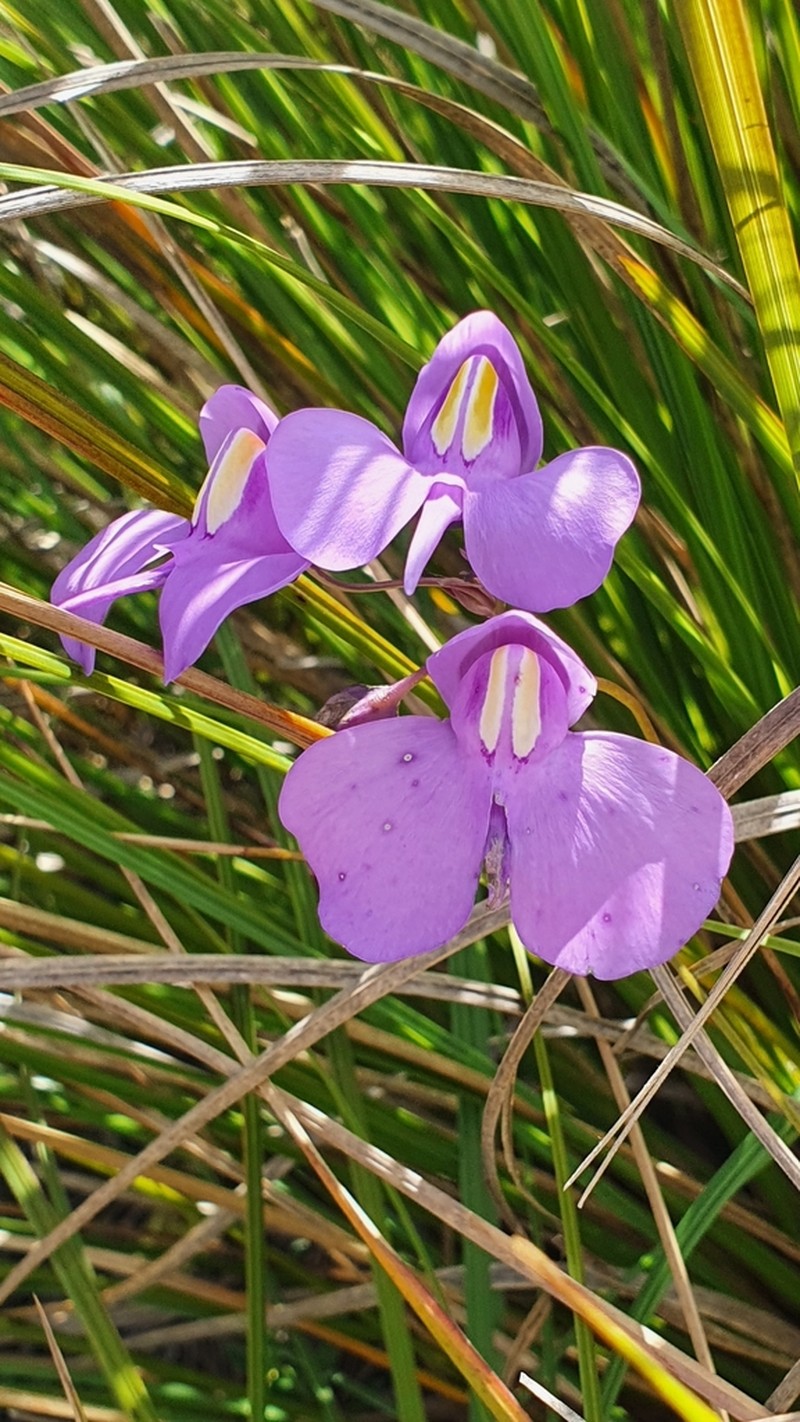 Utricularia reniformis photo 3