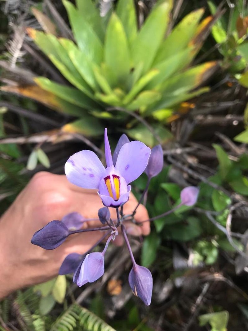 Utricularia reniformis photo 4