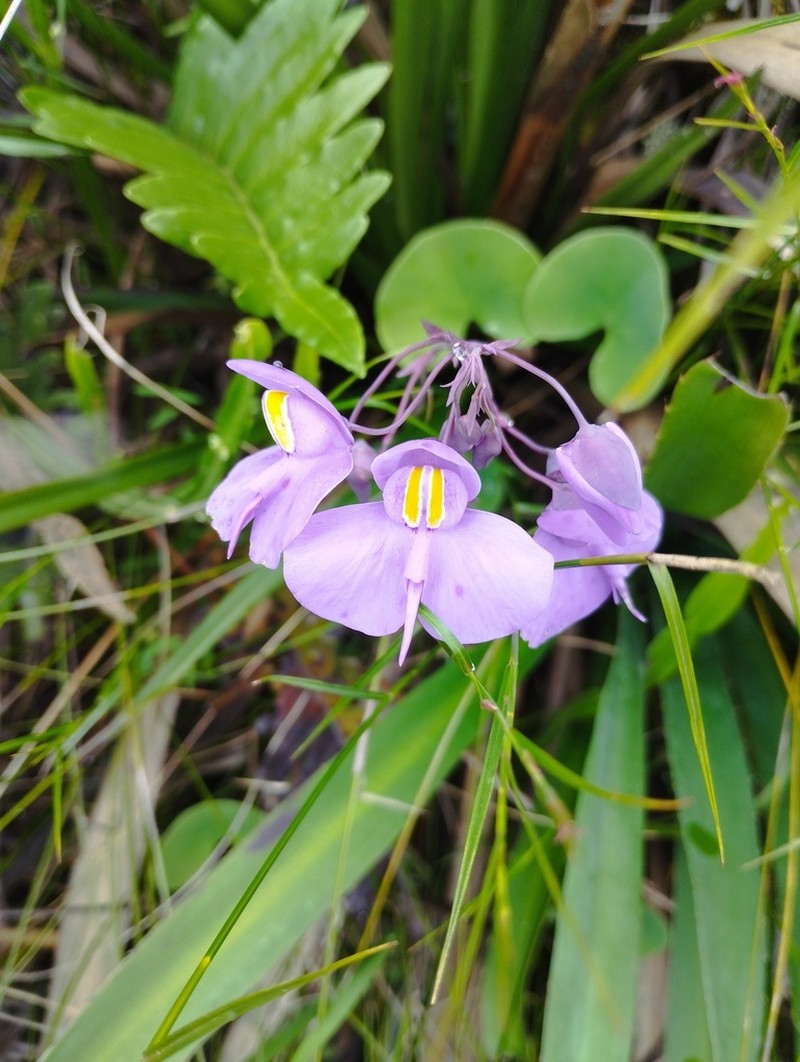 Utricularia reniformis photo 5