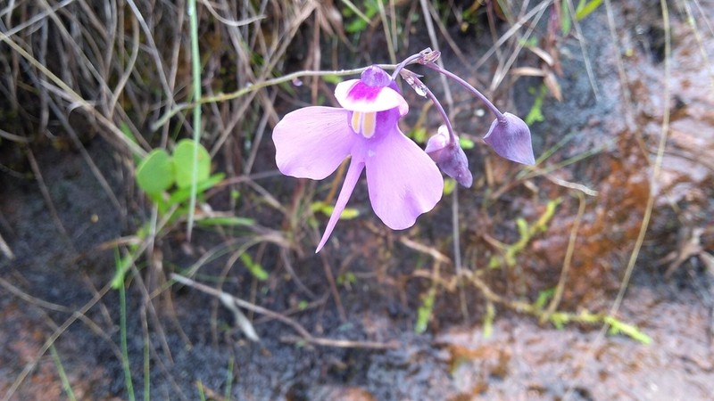 Utricularia reniformis photo 6