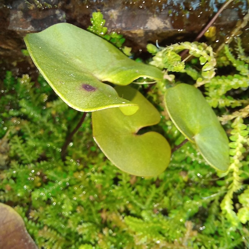 Utricularia reniformis photo 7