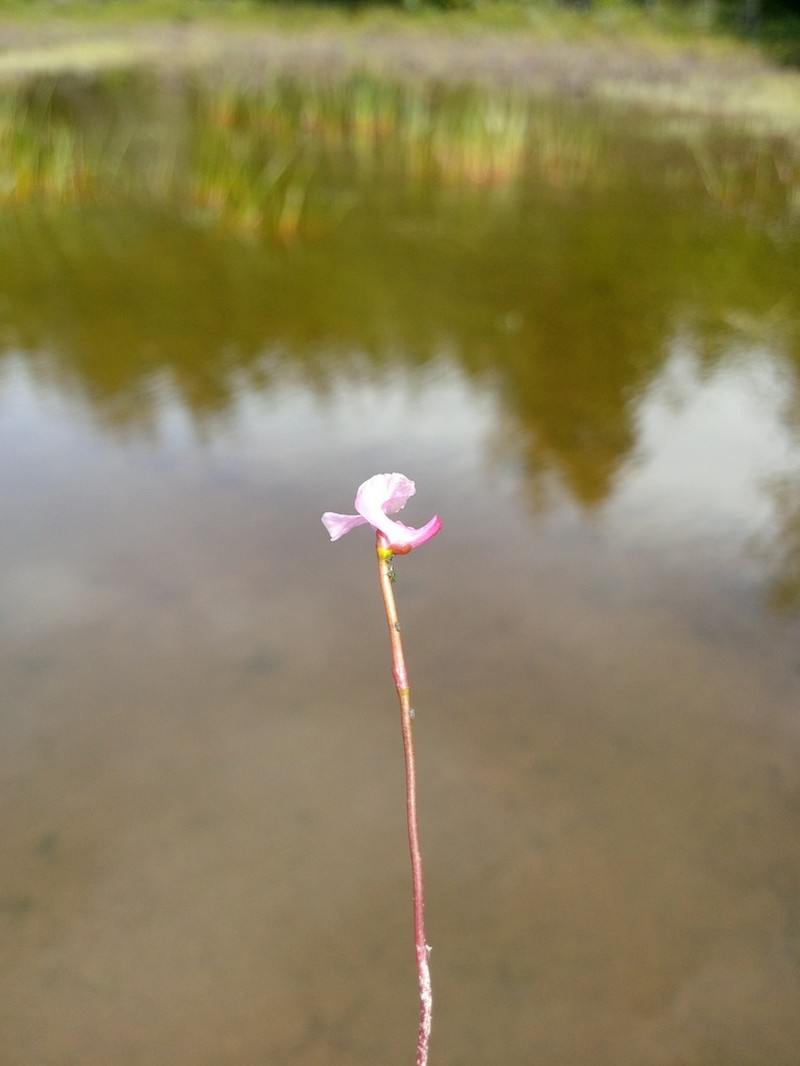 Lavender Bladderwort photo 3