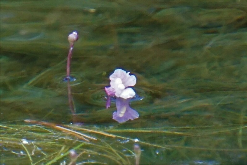 Lavender Bladderwort photo 4