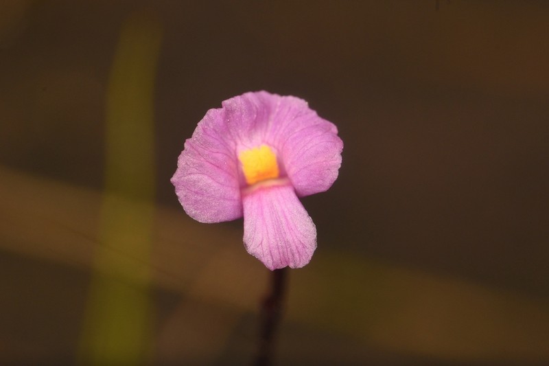 Lavender Bladderwort photo 6