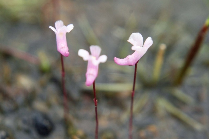 Lavender Bladderwort photo 7