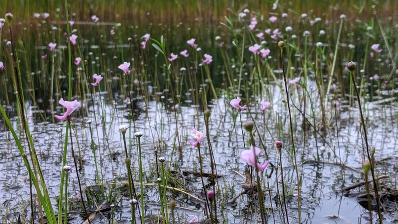 Lavender Bladderwort photo 8