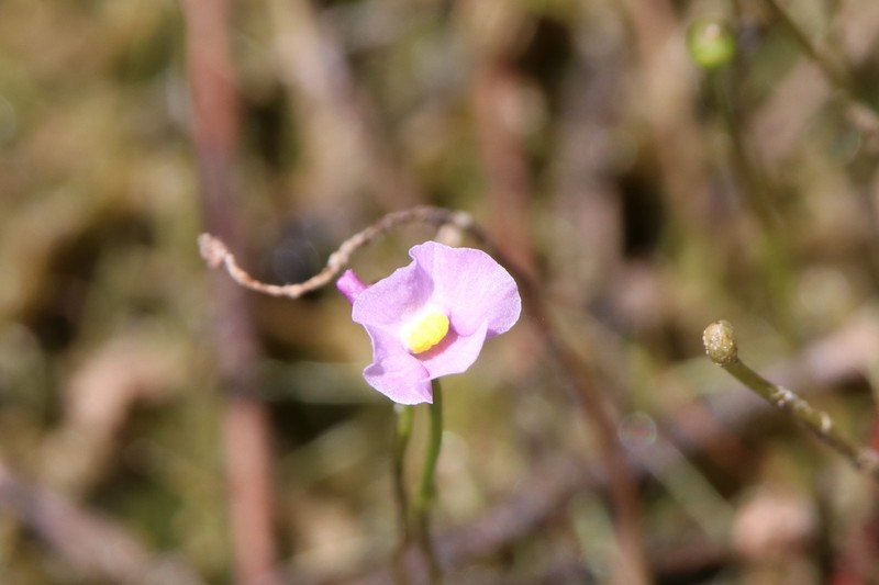 Lavender Bladderwort photo 4