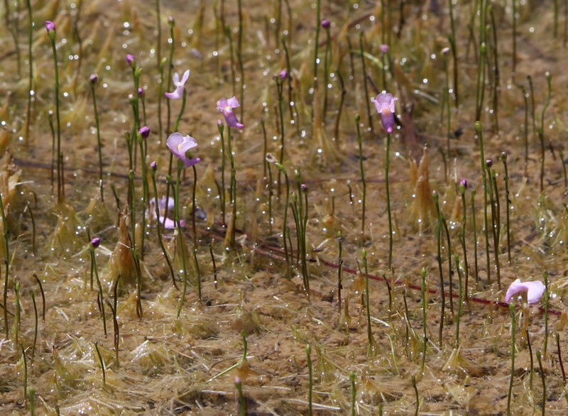 Lavender Bladderwort photo 5