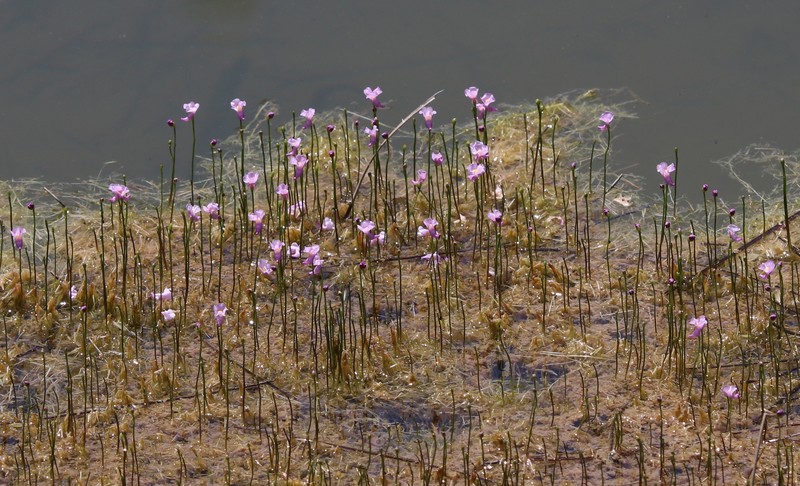 Lavender Bladderwort photo 6