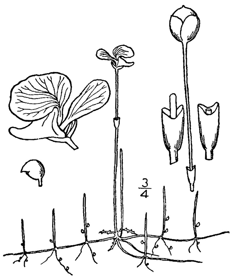 Lavender Bladderwort