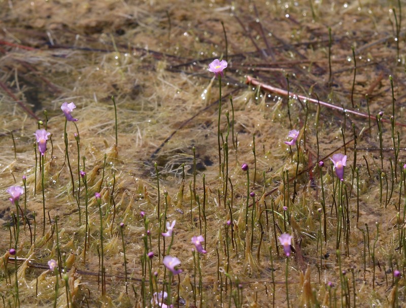 Lavender Bladderwort photo 2