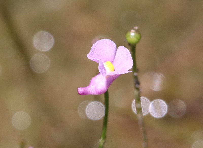 Lavender Bladderwort photo 3