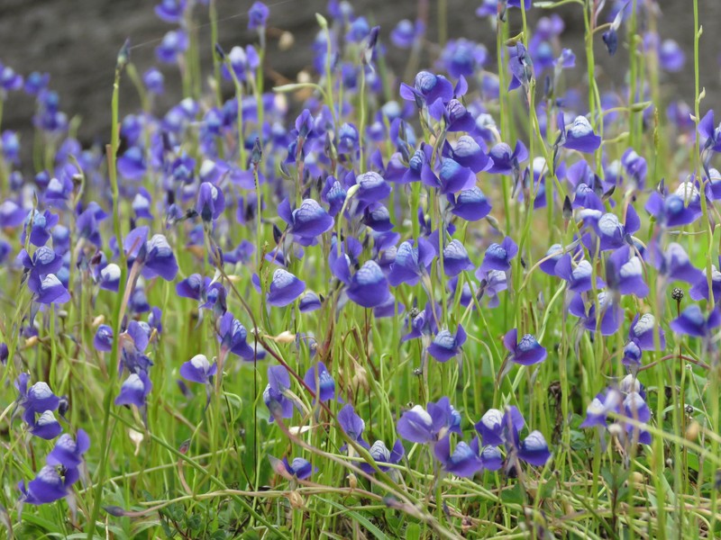 Utricularia reticulata
