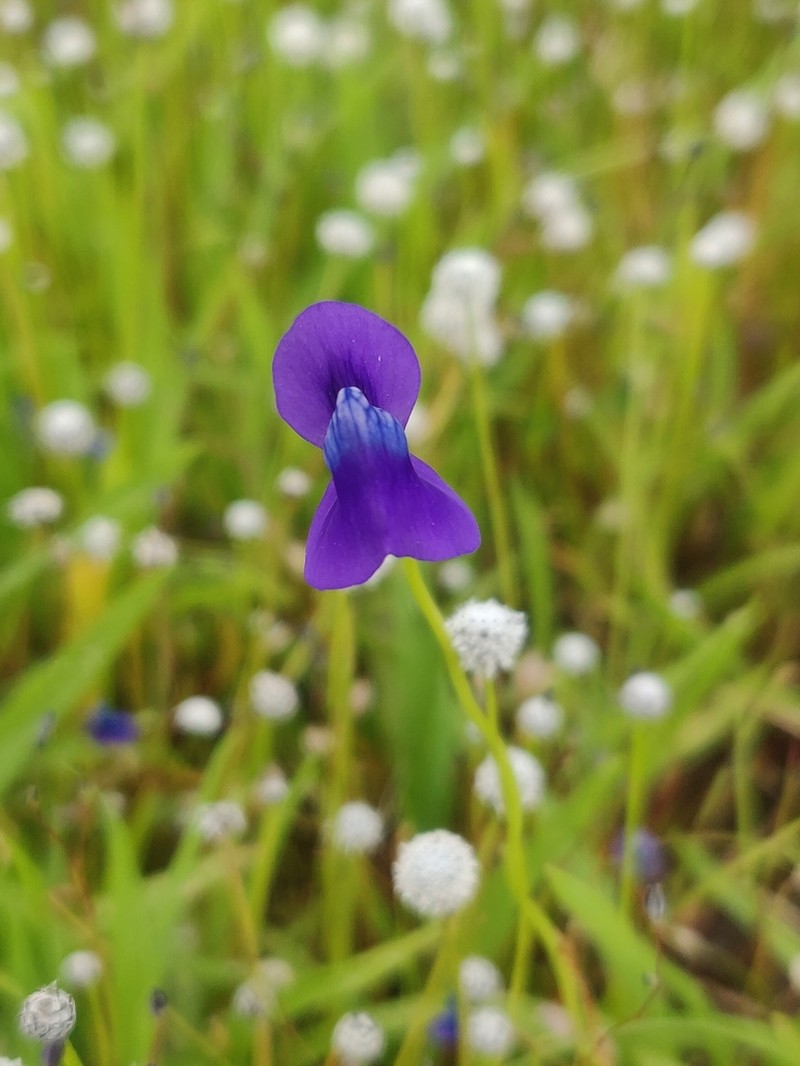 Utricularia reticulata photo 2