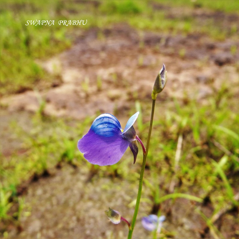 Utricularia reticulata photo 3