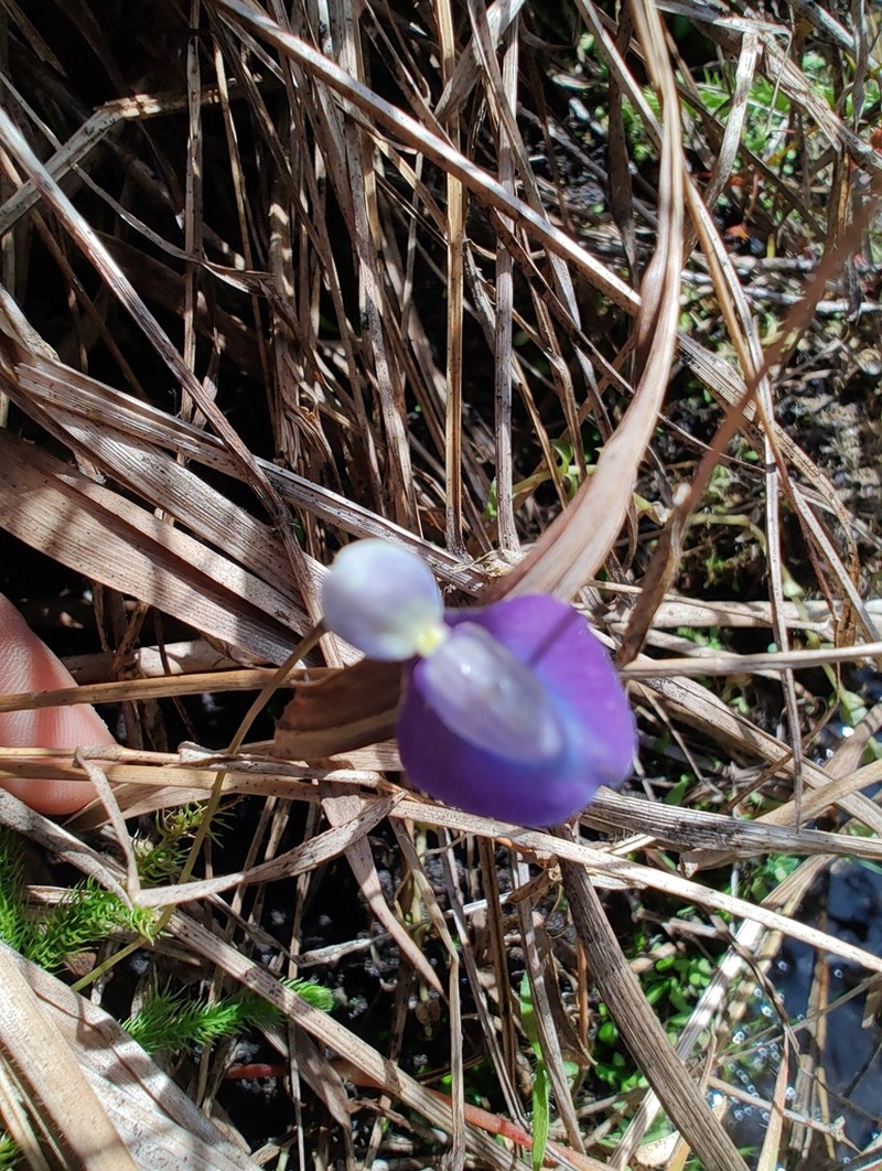 Utricularia reticulata photo 4