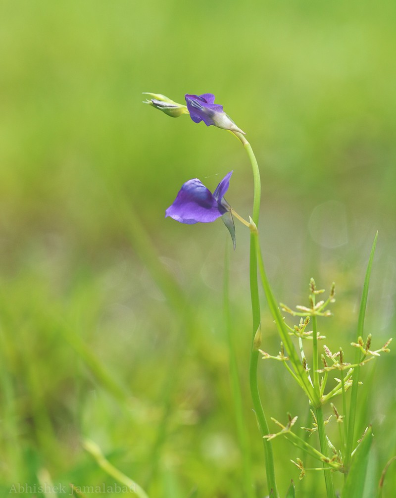 Utricularia reticulata photo 5