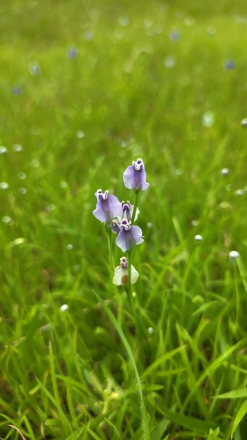 Utricularia reticulata photo 6