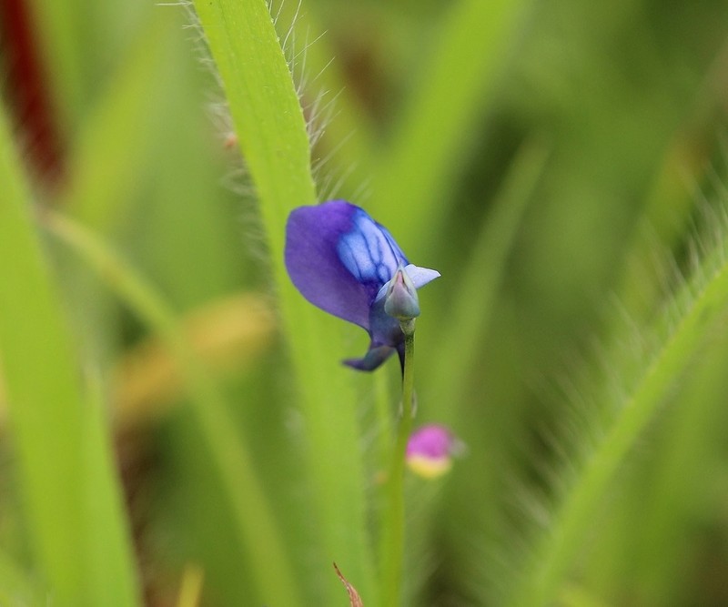 Utricularia reticulata photo 7