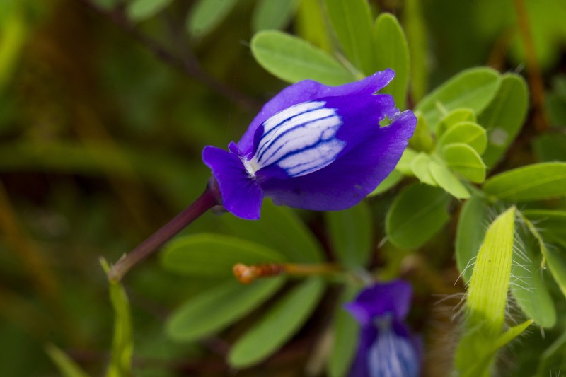 Utricularia reticulata photo 8
