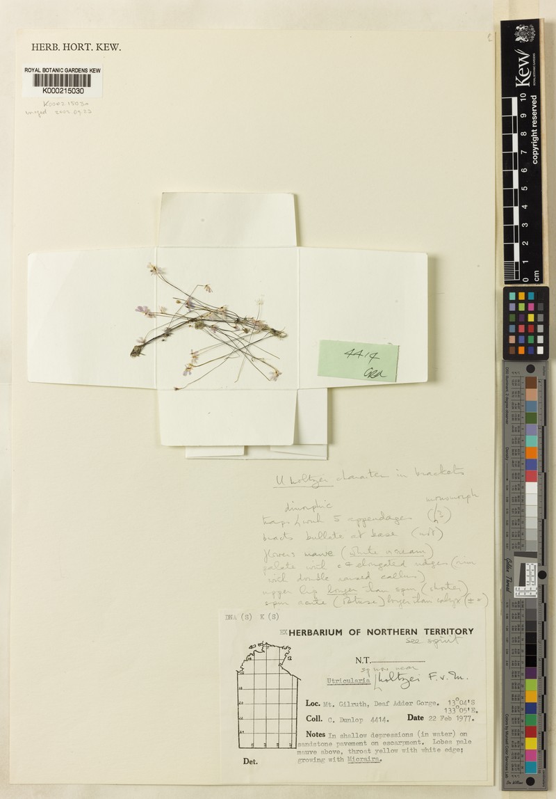 Utricularia rhododactylos