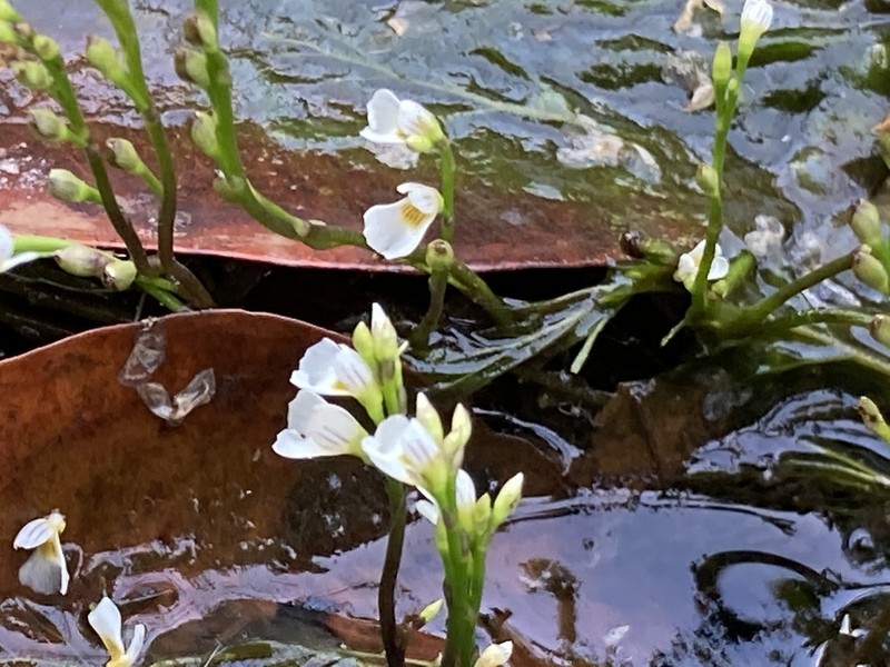 Utricularia rigida