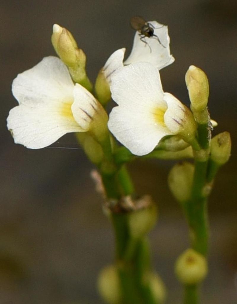 Utricularia rigida photo 2