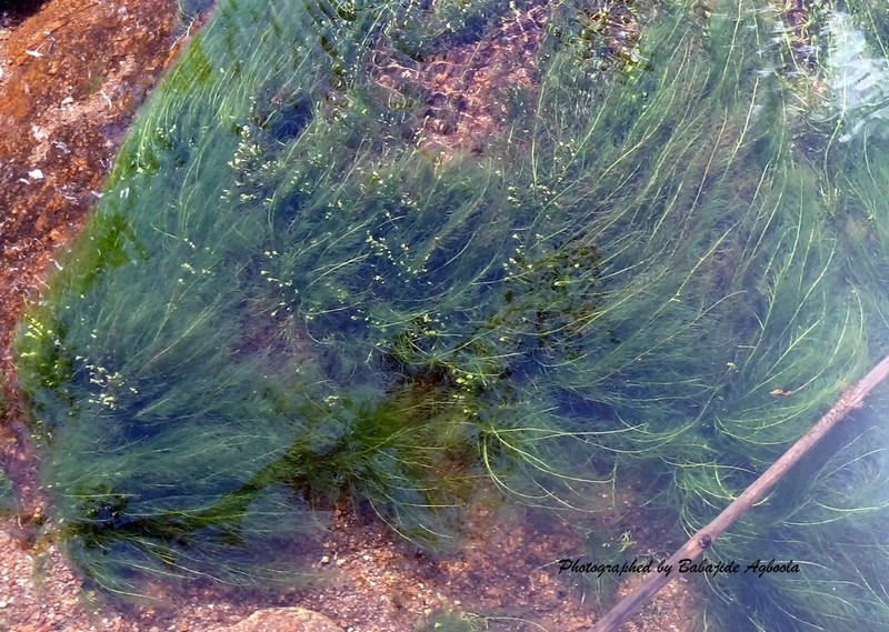Utricularia rigida photo 3