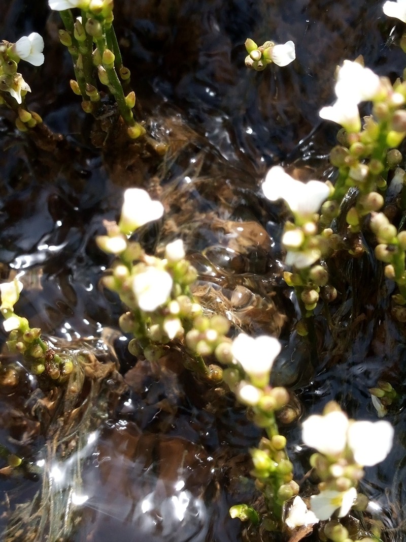 Utricularia rigida photo 4