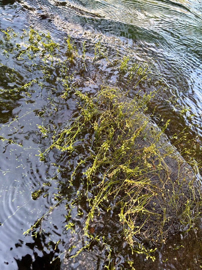 Utricularia rigida photo 6