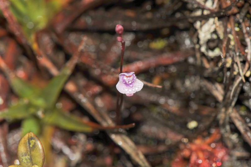 Utricularia roraimensis