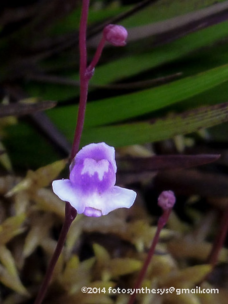 Utricularia roraimensis photo 2