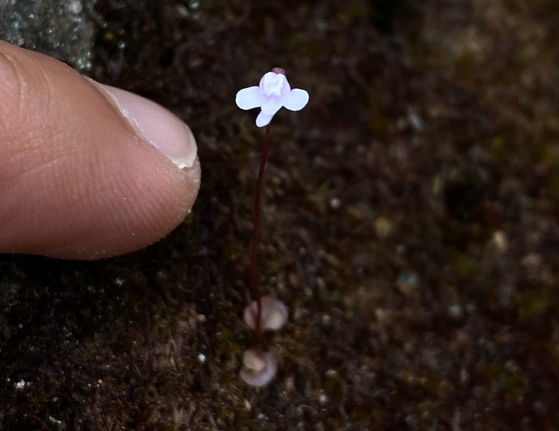 Utricularia roraimensis photo 3