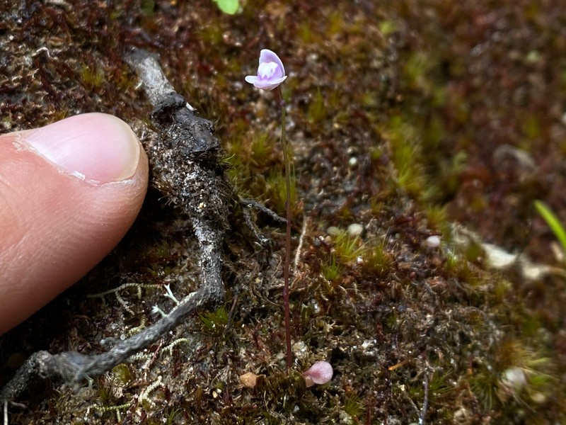 Utricularia roraimensis photo 4
