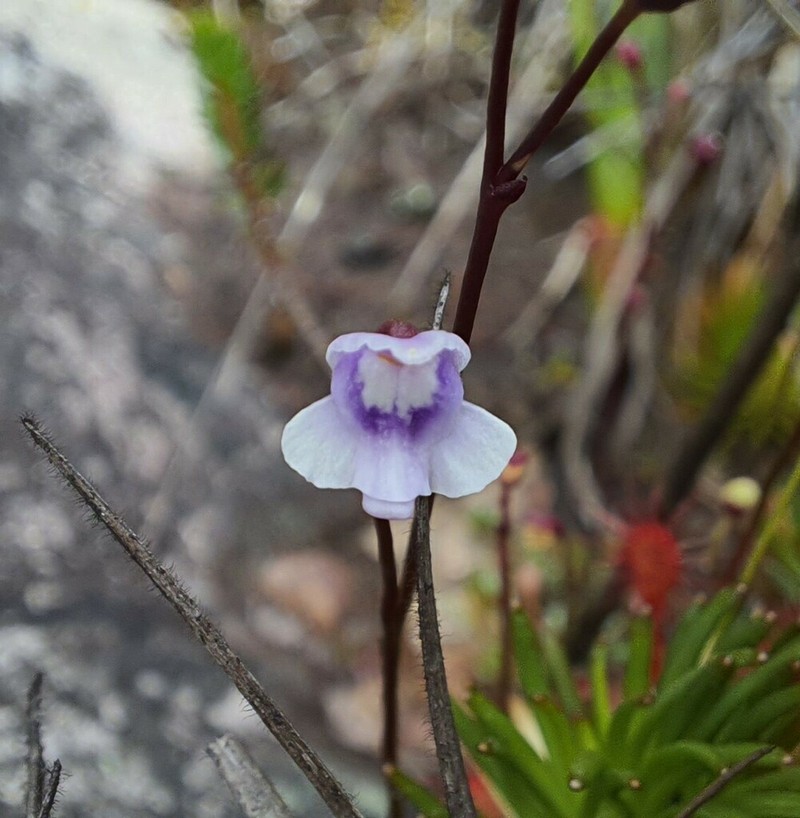 Utricularia roraimensis photo 5