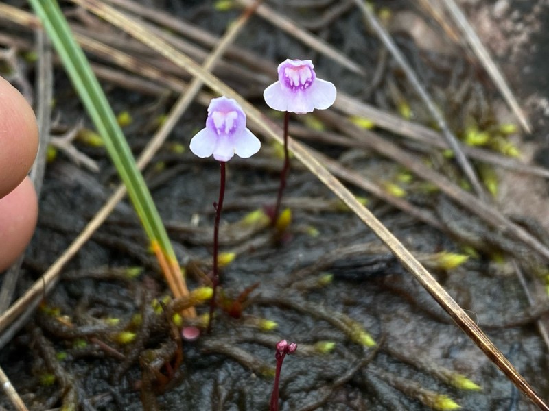 Utricularia roraimensis photo 6