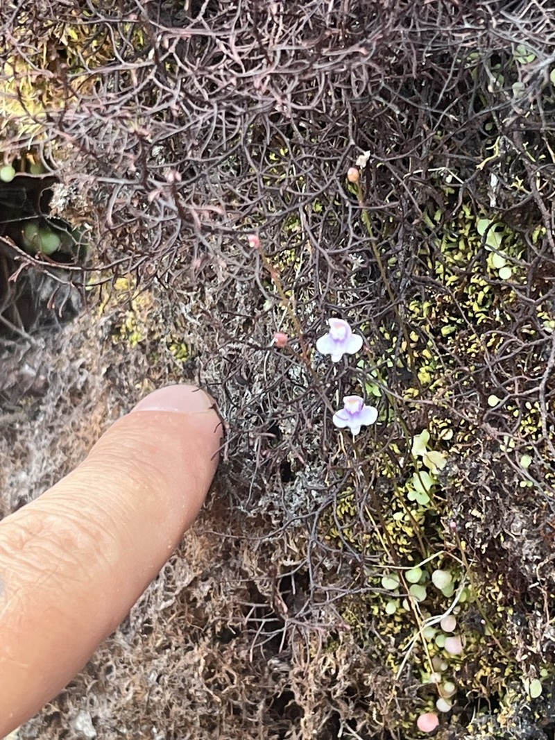 Utricularia roraimensis photo 7