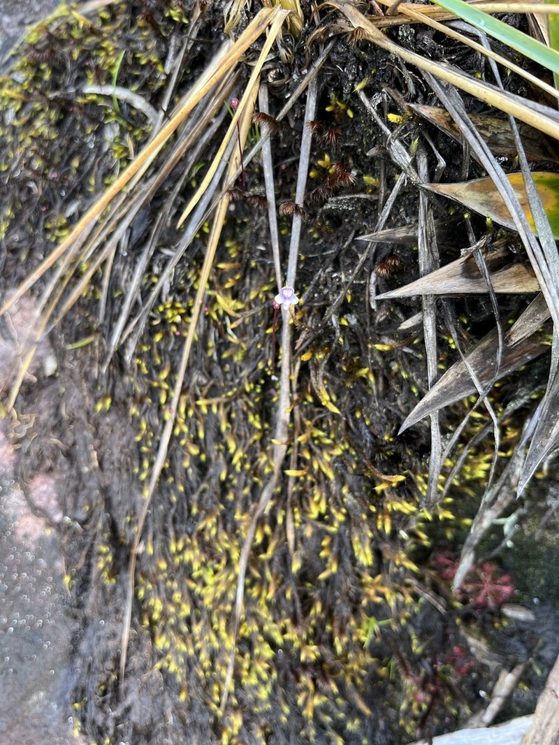 Utricularia roraimensis photo 8