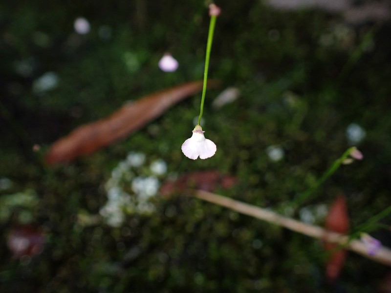 Utricularia rostrata photo 2