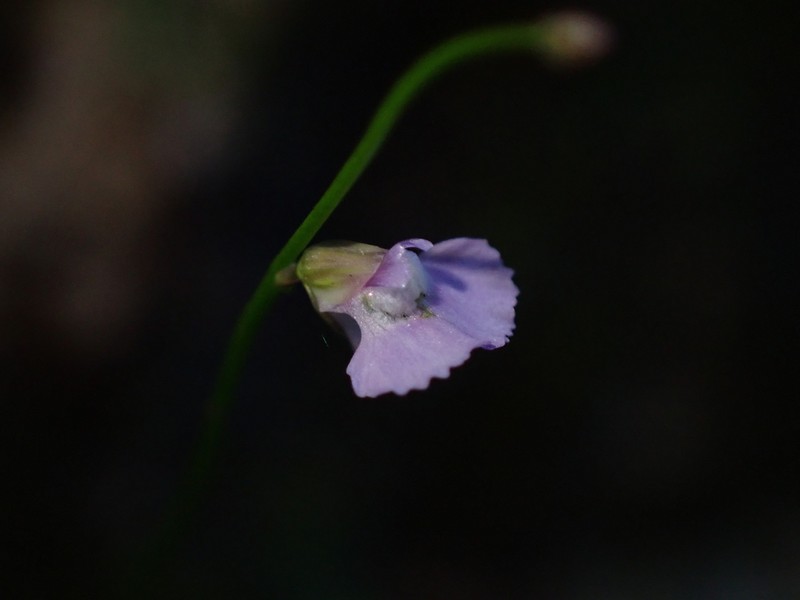 Utricularia rostrata photo 3