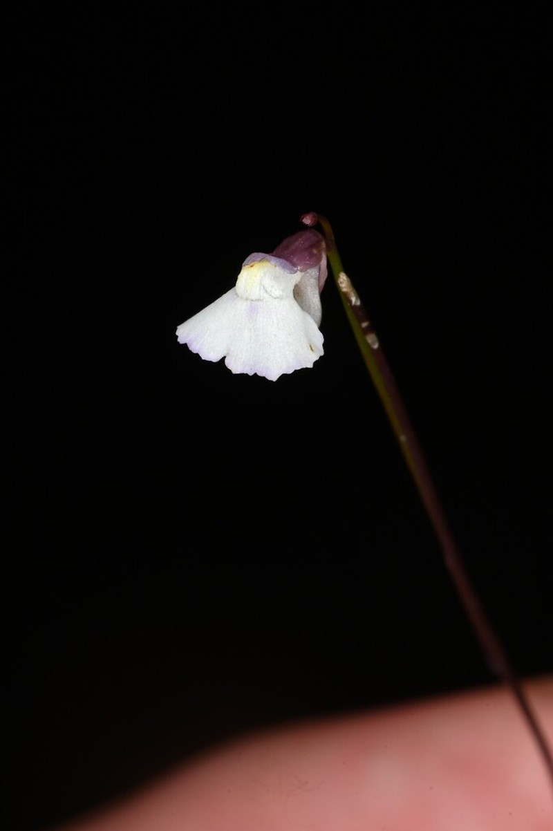 Utricularia rostrata photo 4