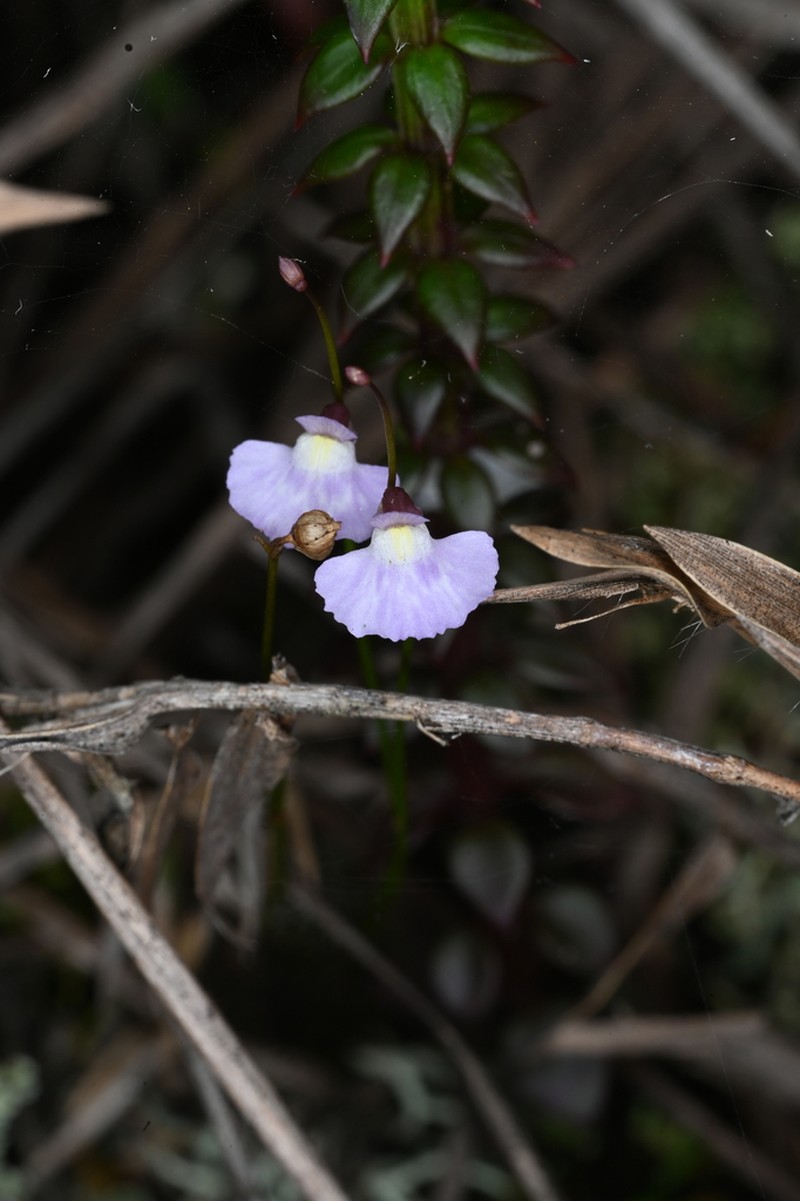 Utricularia rostrata photo 5