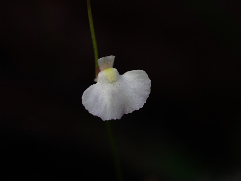 Utricularia rostrata photo 6